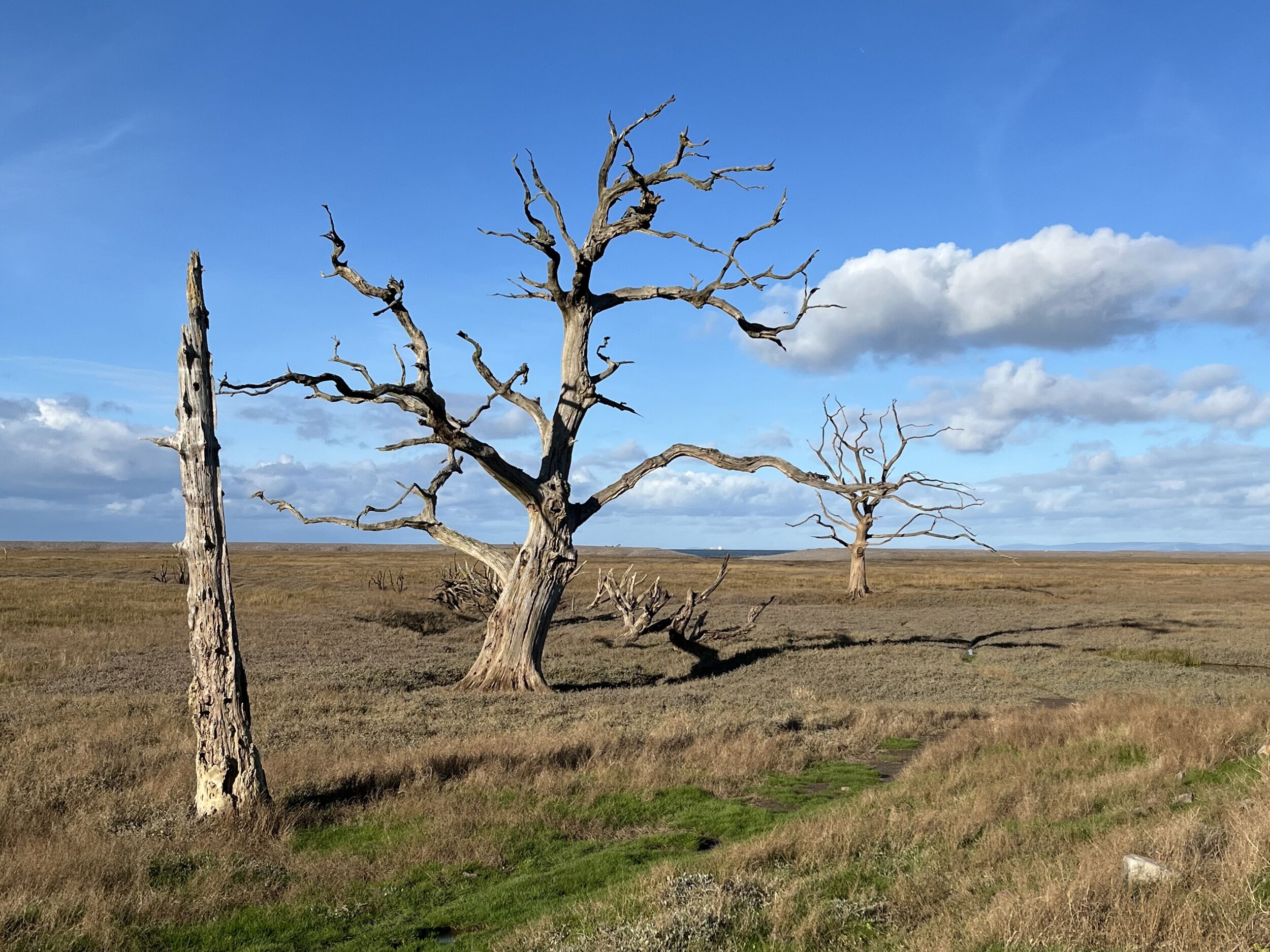 A landscape with three prominent dead trees in a dry grass field under a clear sky.