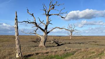 A landscape with three prominent dead trees in a dry grass field under a clear sky.