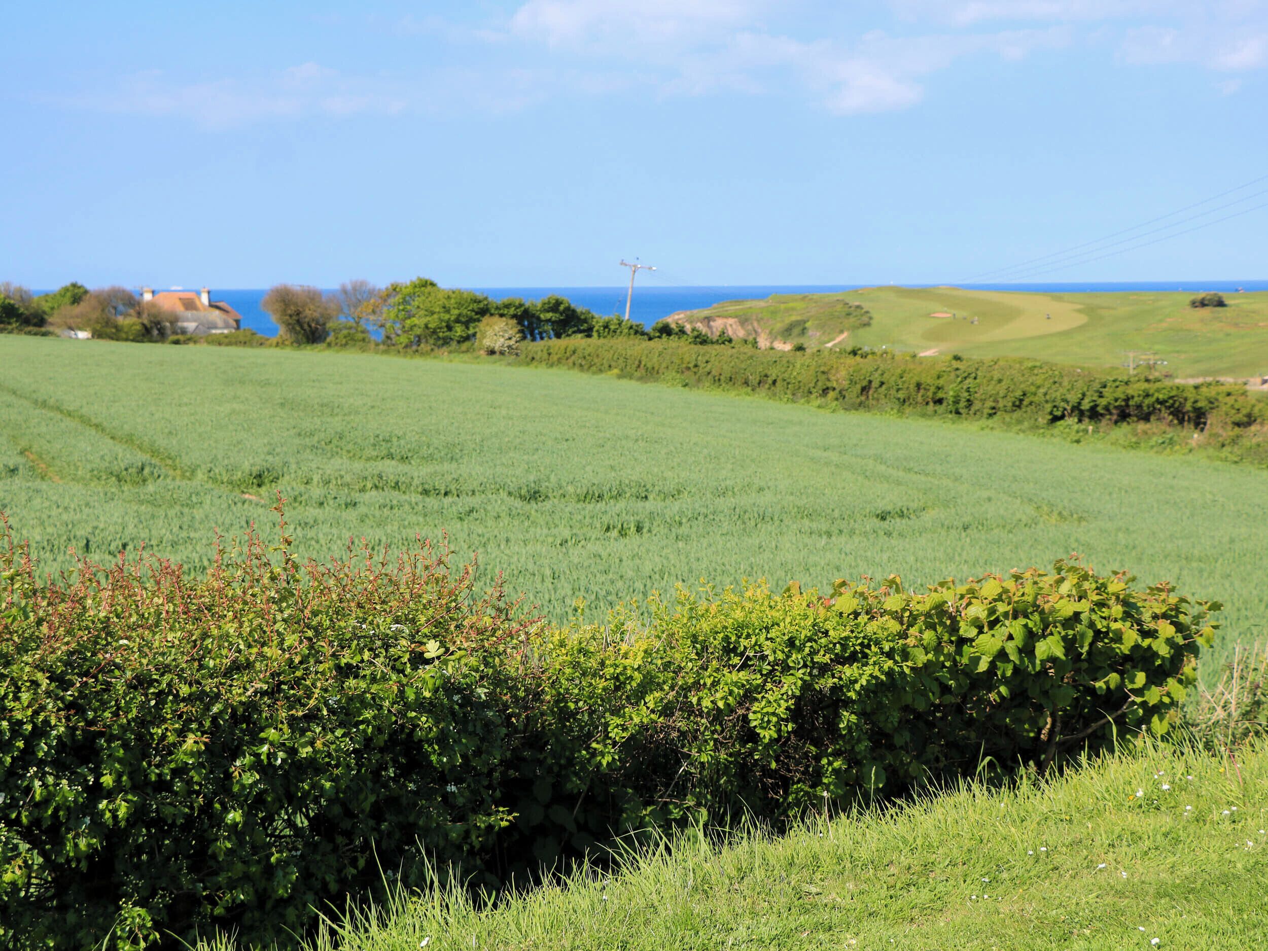 A green field with a hedge in the foreground and a clear blue sky.