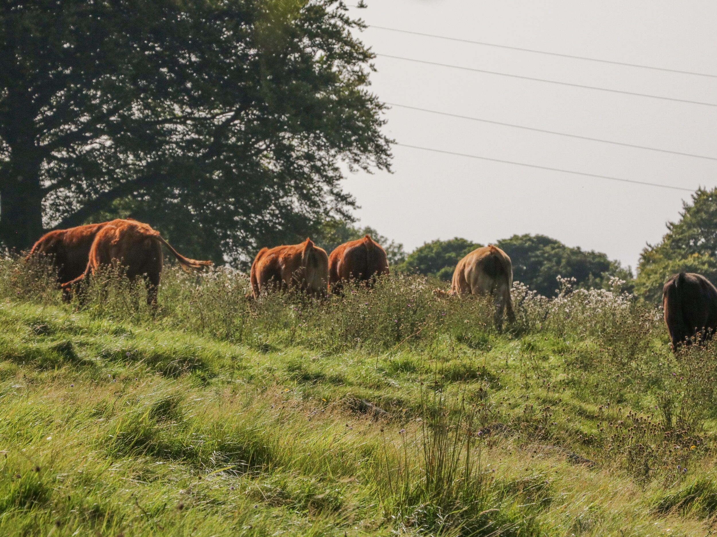 A grassy field with several cows grazing.