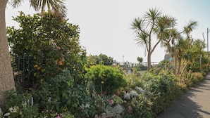 A pathway lined with diverse vegetation and a stone wall. - Samphire (Teignmouth)