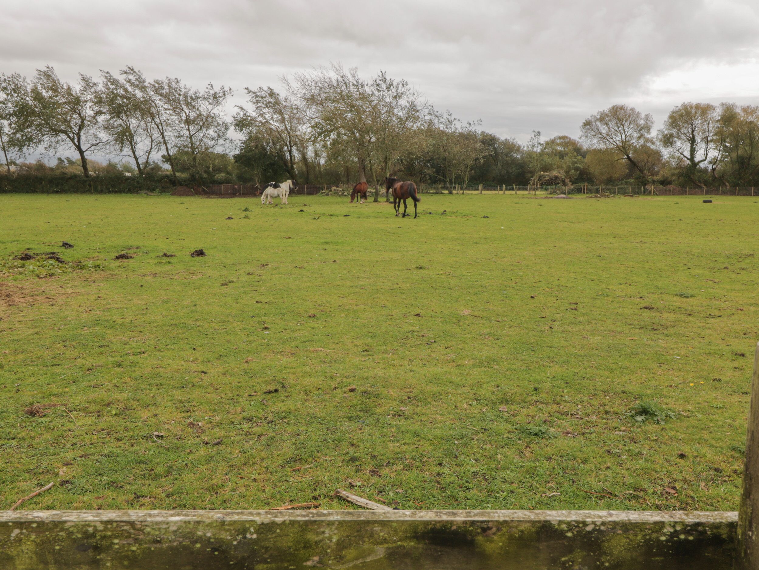 A grassy field with a fence and trees in the background.