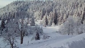 Paisagem nevada de floresta com árvores perenes densas.