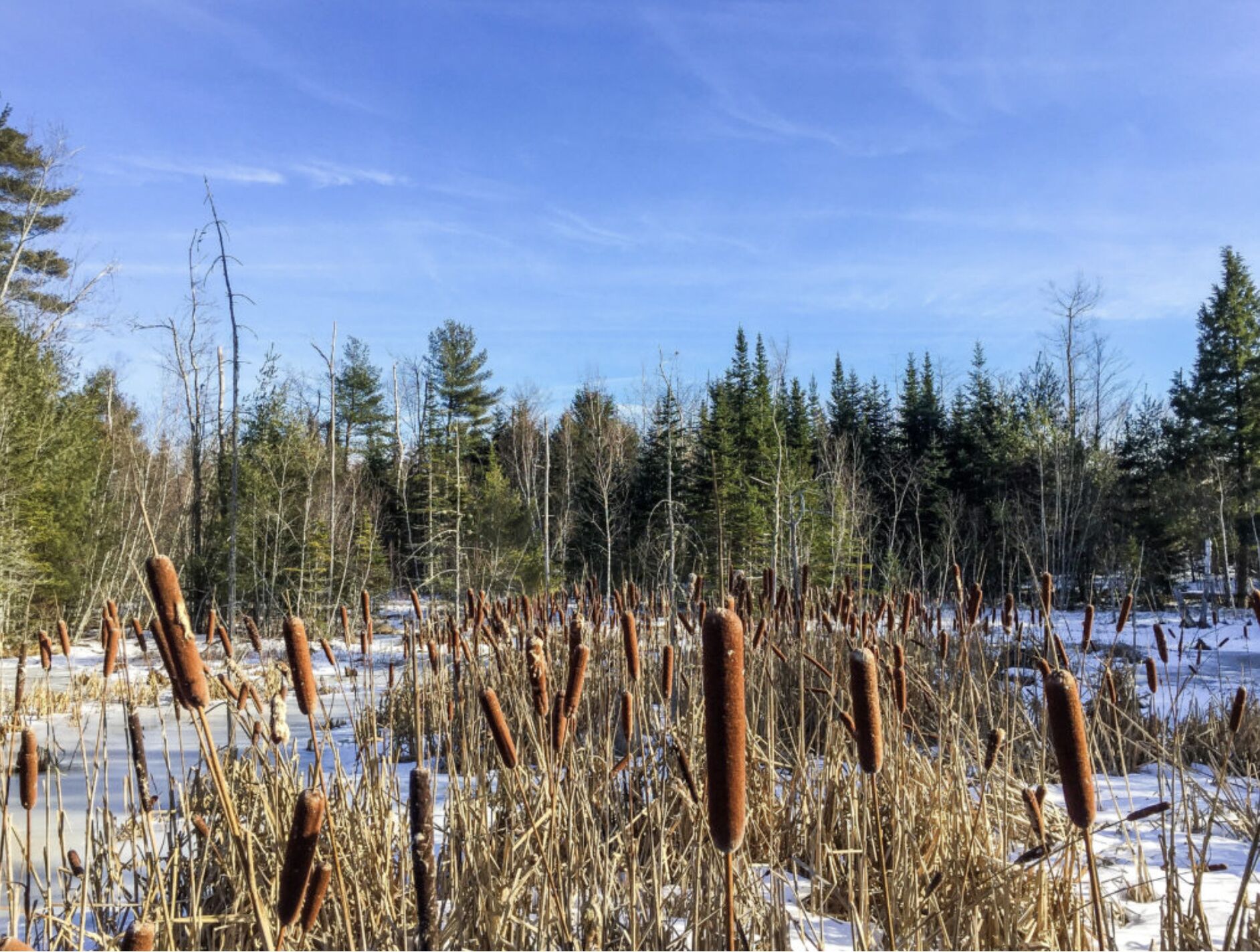 Un paysage enneigé, avec de hautes joncs et des arbres à feuilles persistantes.