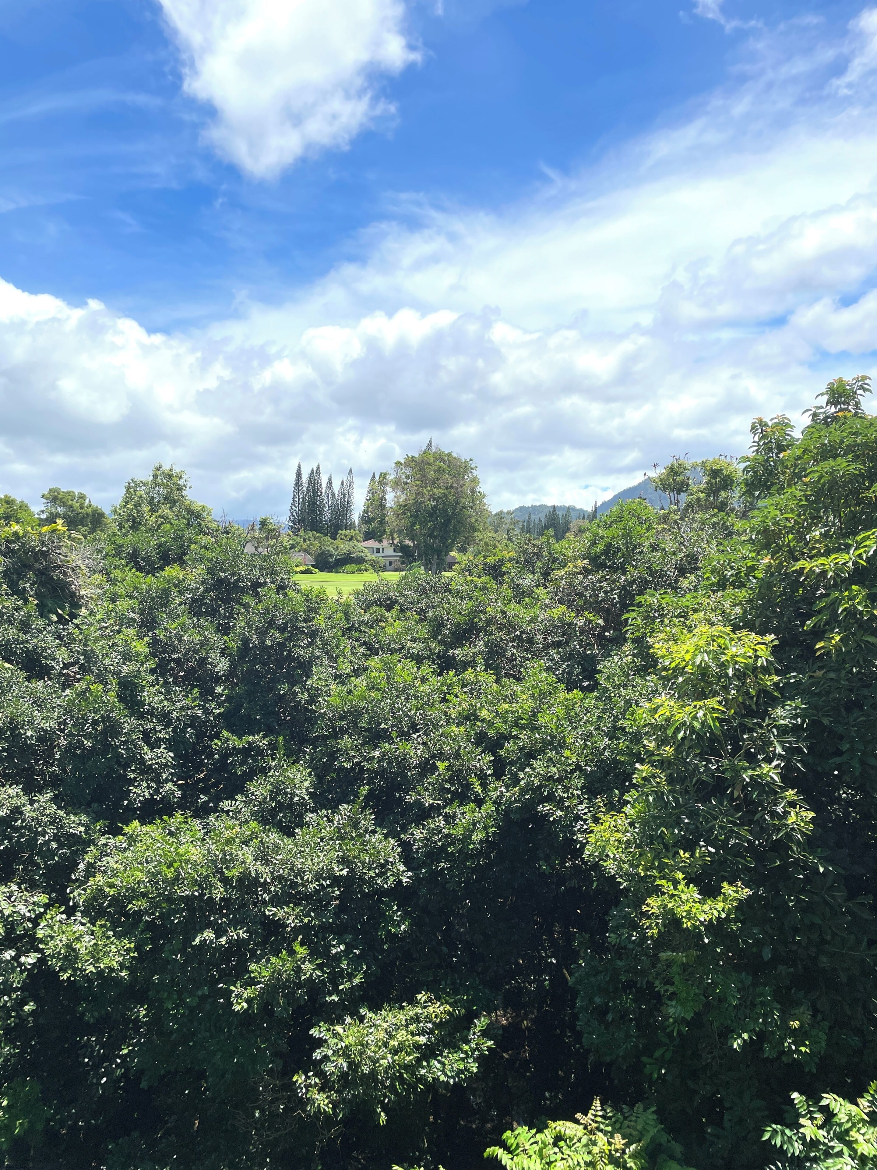 A lush landscape with dense greenery and a clear sky.