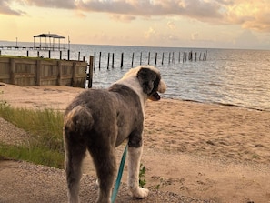 On the beach, sun-loungers, beach towels - Your Own Private Beach OceanFront Retreat (Ocean Springs)