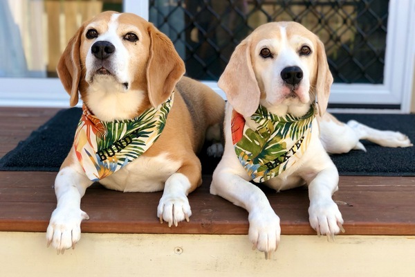 Animaux de compagnie acceptés