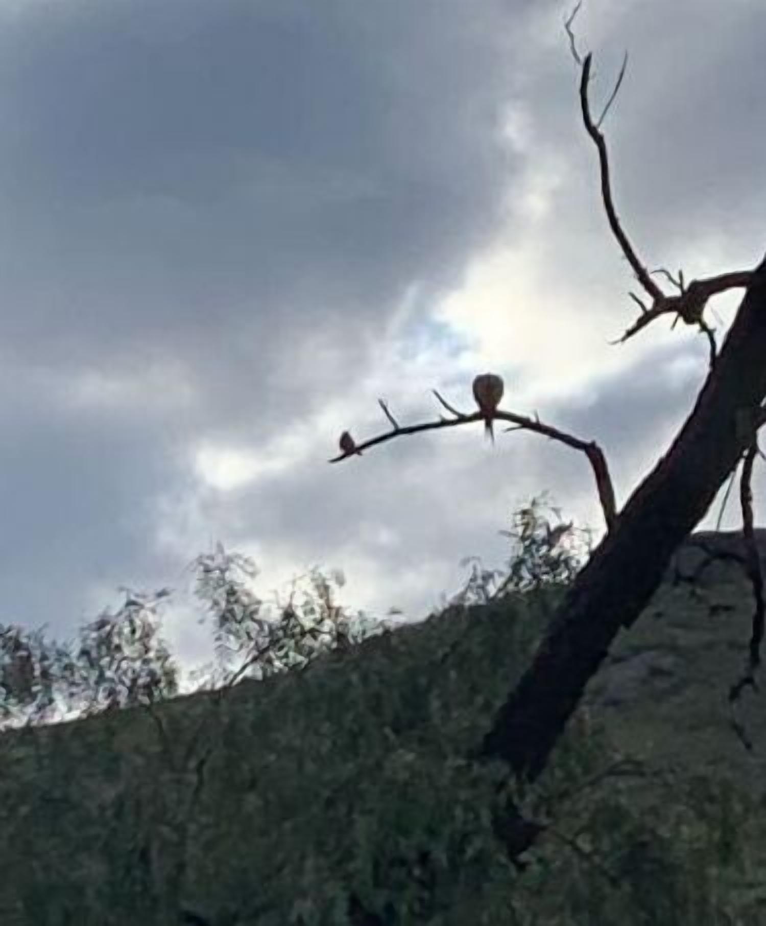 Uma árvore com um pássaro pousado em um galho sob um céu nublado.