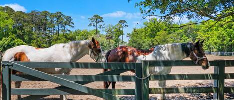 Two horses behind a wooden fence in a fenced area with trees in the background.
