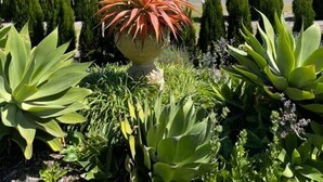 A garden with a variety of plants, including a prominent red and green succulent in the foreground, set against a backdrop of a clear blue sky and distant trees. - Leconfield House, luxury and heritage hotels in Pokolbin Hunter Valley (Leconfield)
