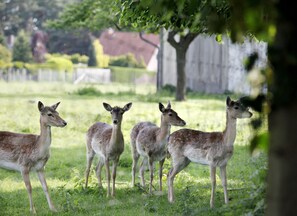 Four deer in a grassy field with trees and a fence in the background. - Bauerncafé & Pension Drostenhof (Rees)