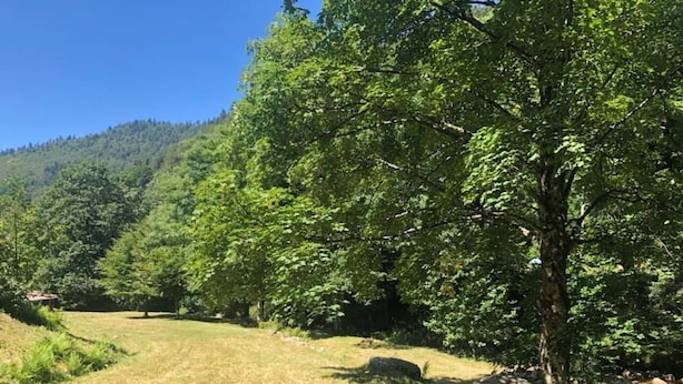A natural landscape with trees, grass, and a hill in the background.