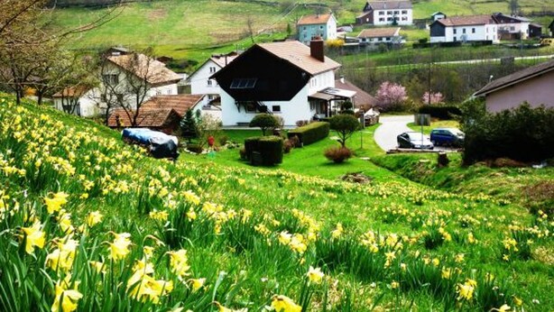 A rural house surrounded by lush green fields and daffodils.