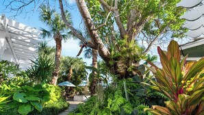 Ein üppiger Garten mit Palmen, Farne und verschiedenen tropischen Pflanzen.