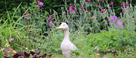 Ein Garten mit einer Ente, verschiedenen Blumen und einer Hahnenstatue.