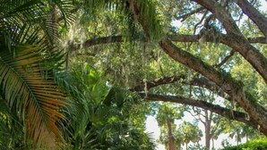 Un sendero pavimentado bordeado de exuberante vegetación y grandes árboles.