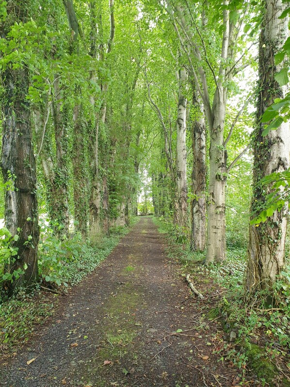 Un sendero en el bosque rodeado de árboles con follaje denso.