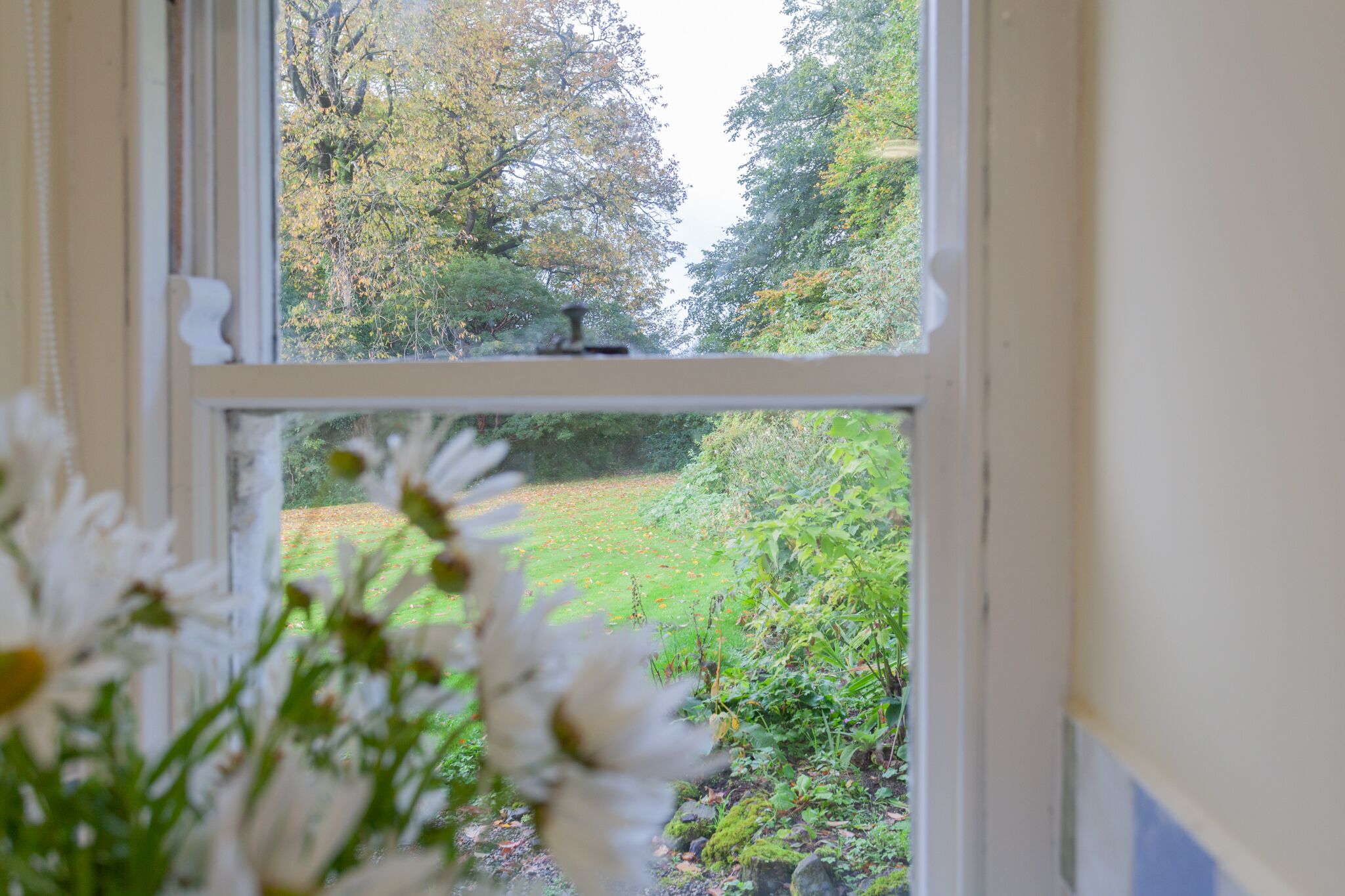 A window with a view of a garden and trees.