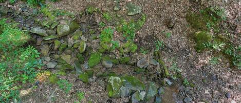 A natural outdoor area with rocks, moss, and green foliage.
