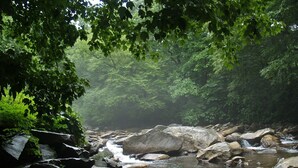 Un ruisseau aux rives rocheuses, bordé d’une végétation luxuriante.