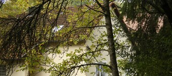 Goldener Fuchs in Moschendorf