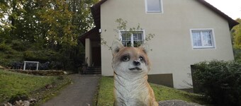 Goldener Fuchs in Moschendorf