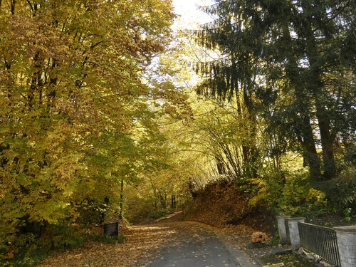 Goldener Fuchs in Moschendorf