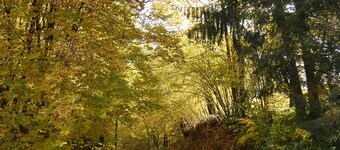 Goldener Fuchs in Moschendorf