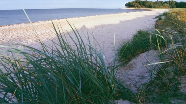 A sandy beach with a clear view of the ocean and a line of trees in the background. - Kleine Ferienwohnung (Gelting)