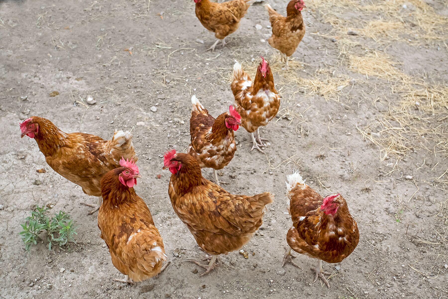 A group of chickens on a dirt ground with sparse vegetation.