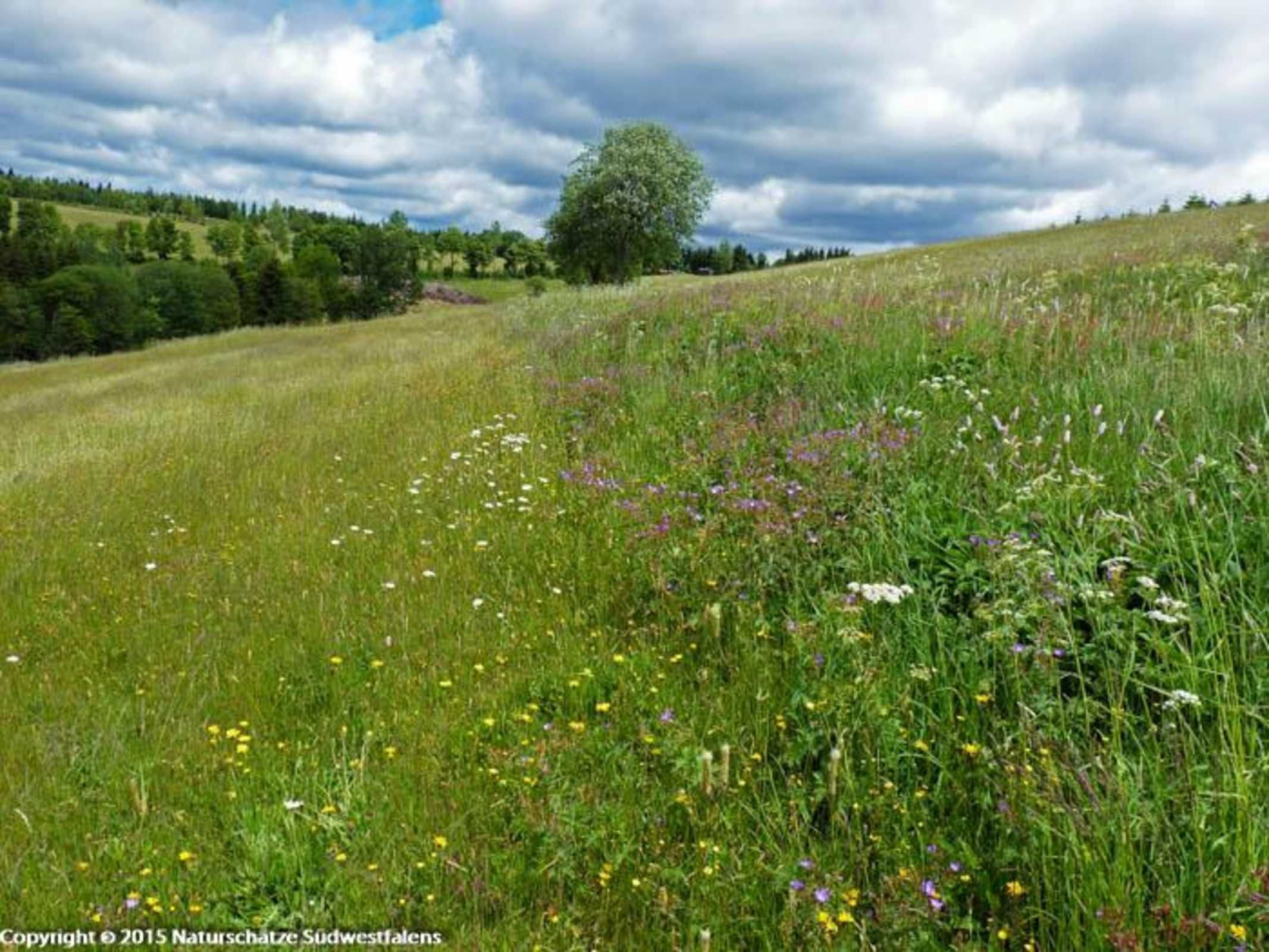 A grassy field with wildflowers and a tree.