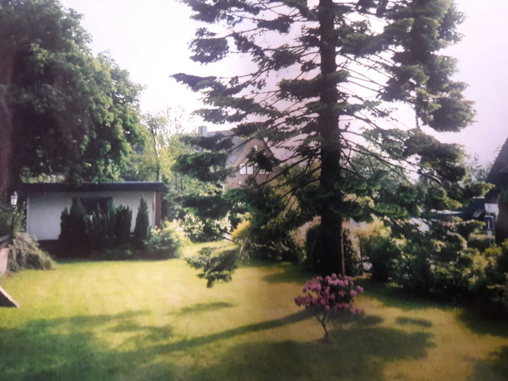A residential garden with a lawn, a large coniferous tree, and a small bush with pink flowers.