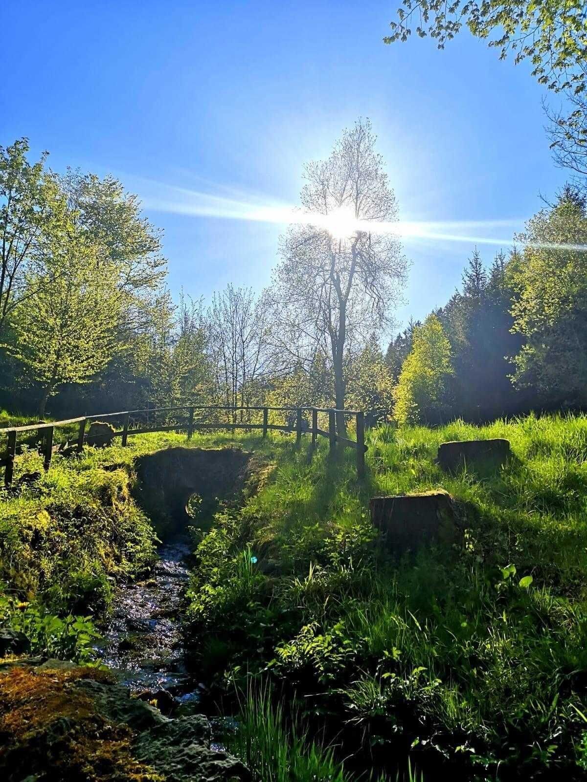Eine natürliche Landschaft mit einem Bach, einer Holzbrücke und Bäumen.