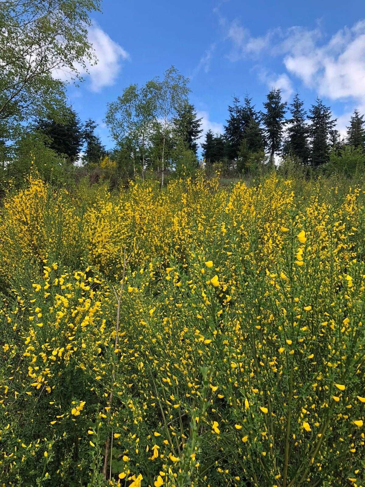 Ein Feld voller gelber Blumen mit Bäumen im Hintergrund.