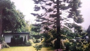 A residential garden with a lawn, a large coniferous tree, and a small bush with pink flowers. - Apartment Winterberg 7 persons - Guesthouse Astenblick also for small groups (Winterberg)