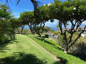 Property grounds - Front row of Maui Kamaole. Newly renovated unit wi (Kihei)