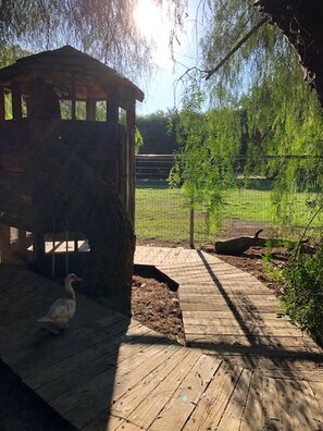 Property grounds - Farm Treehouse; GLAMPING IN THE WINE COUNTRY! 501c3 (Temecula)