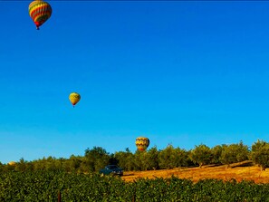 Property grounds - Farm Treehouse; GLAMPING IN THE WINE COUNTRY! 501c3 (Temecula)