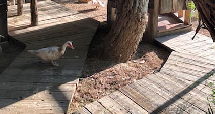 Farm Treehouse; GLAMPING IN THE WINE COUNTRY! 501c3