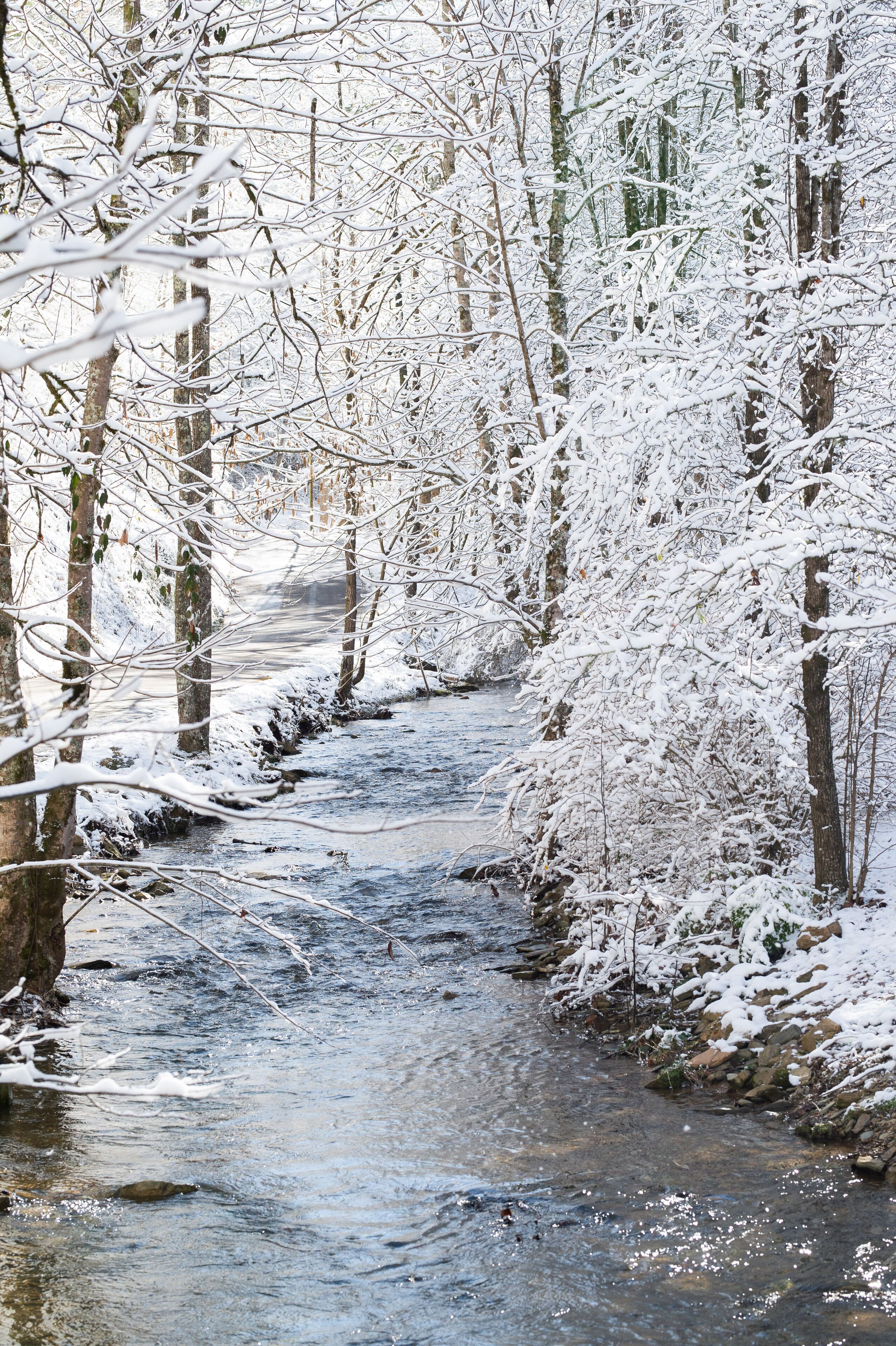 A snow-covered stream in a forest.