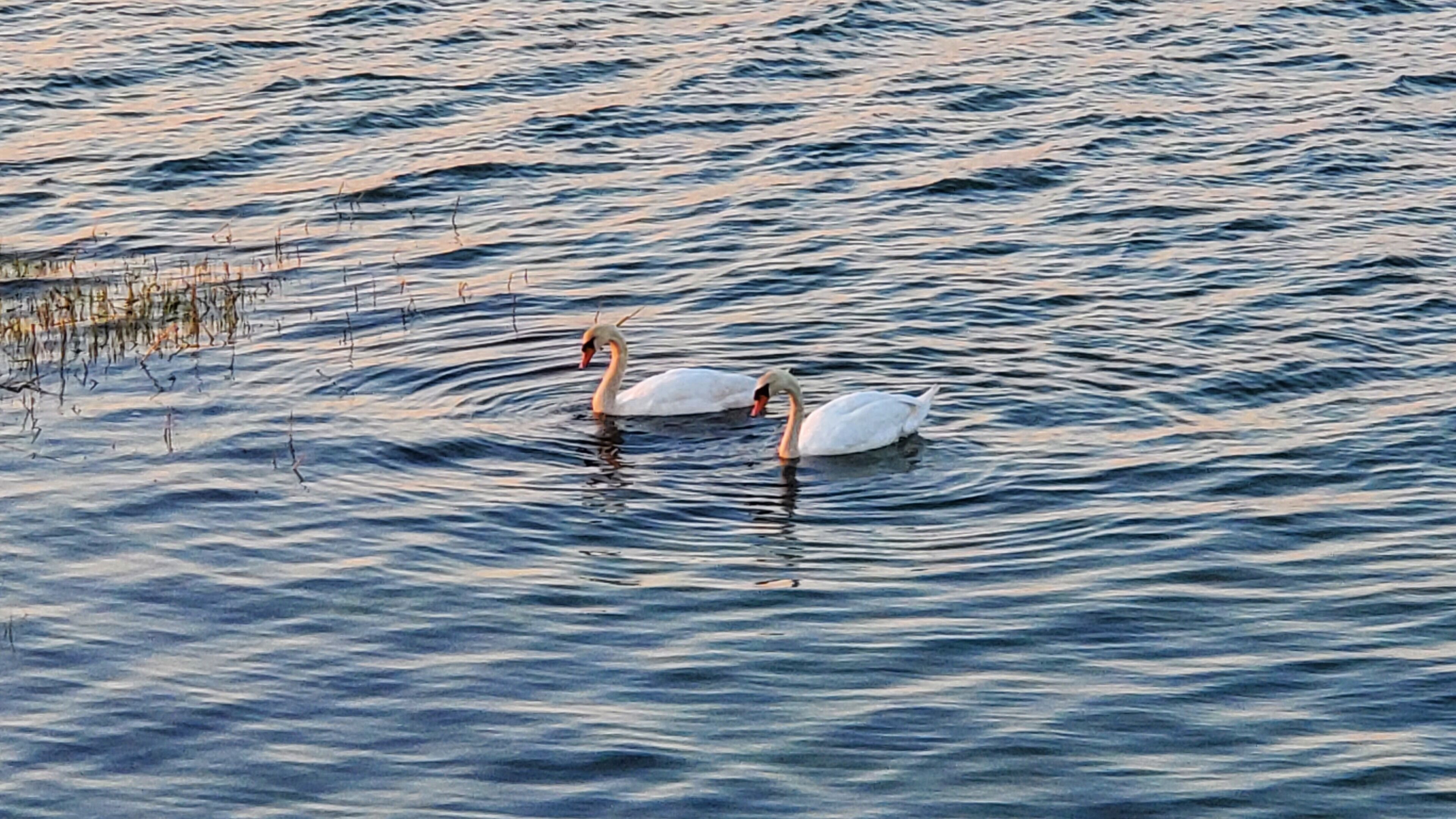 Twee zwanen zwemmen in het water.