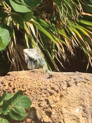 Property grounds - 2 bedroom ocean front unit on palm beach Aruba (Noord)