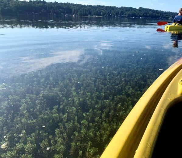 A kayak on a calm lake with dense aquatic vegetation visible beneath the water's surface.