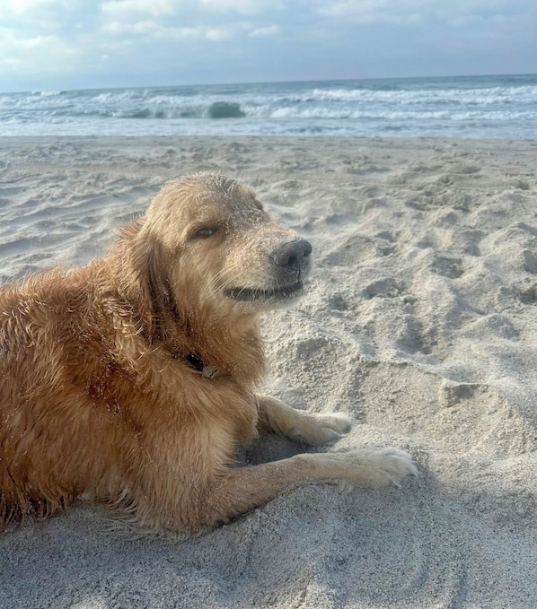 Un chien allongé sur une plage de sable, avec l’océan en arrière-plan.