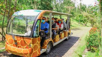 Safari