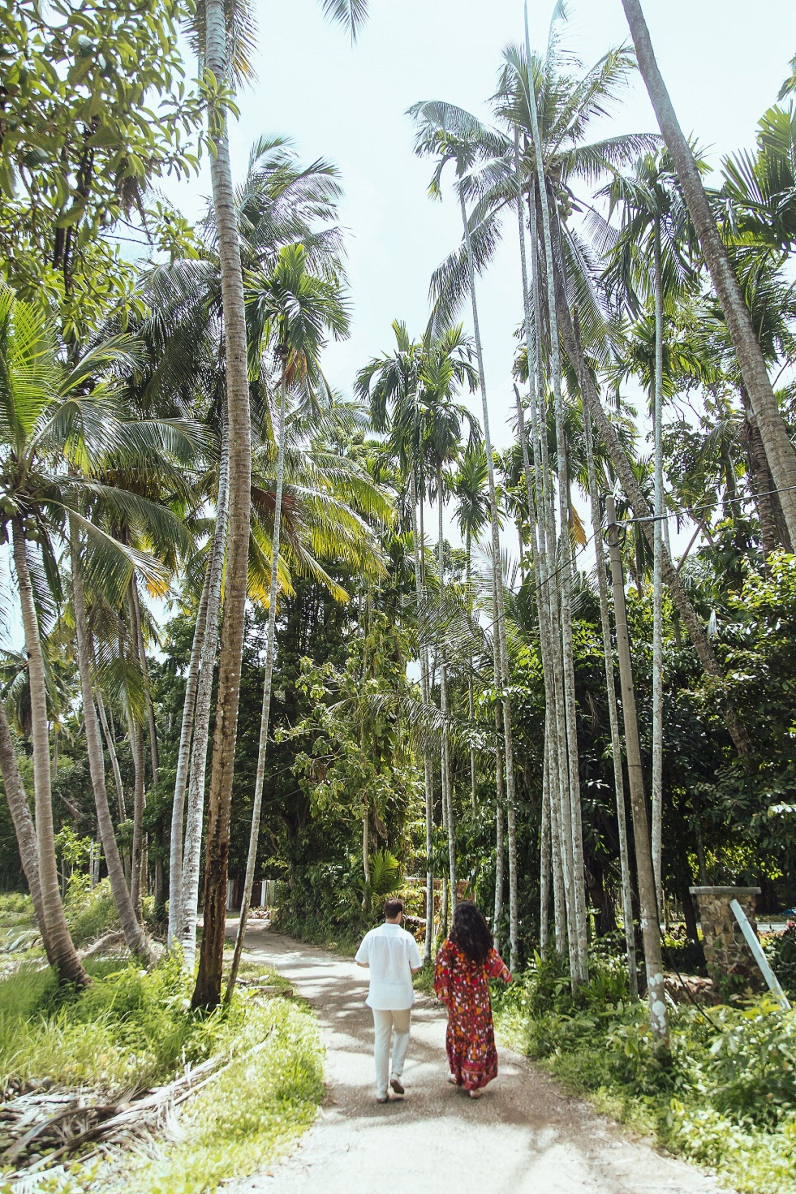 A pathway flanked by tall palm trees leading to a building.