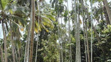 A pathway flanked by tall palm trees leading to a building.