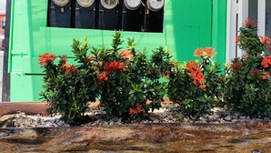 Un bâtiment écologique, avec un mur mesurant quatre mètres de haut, une terrasse en bois et des fleurs rouges au premier plan.