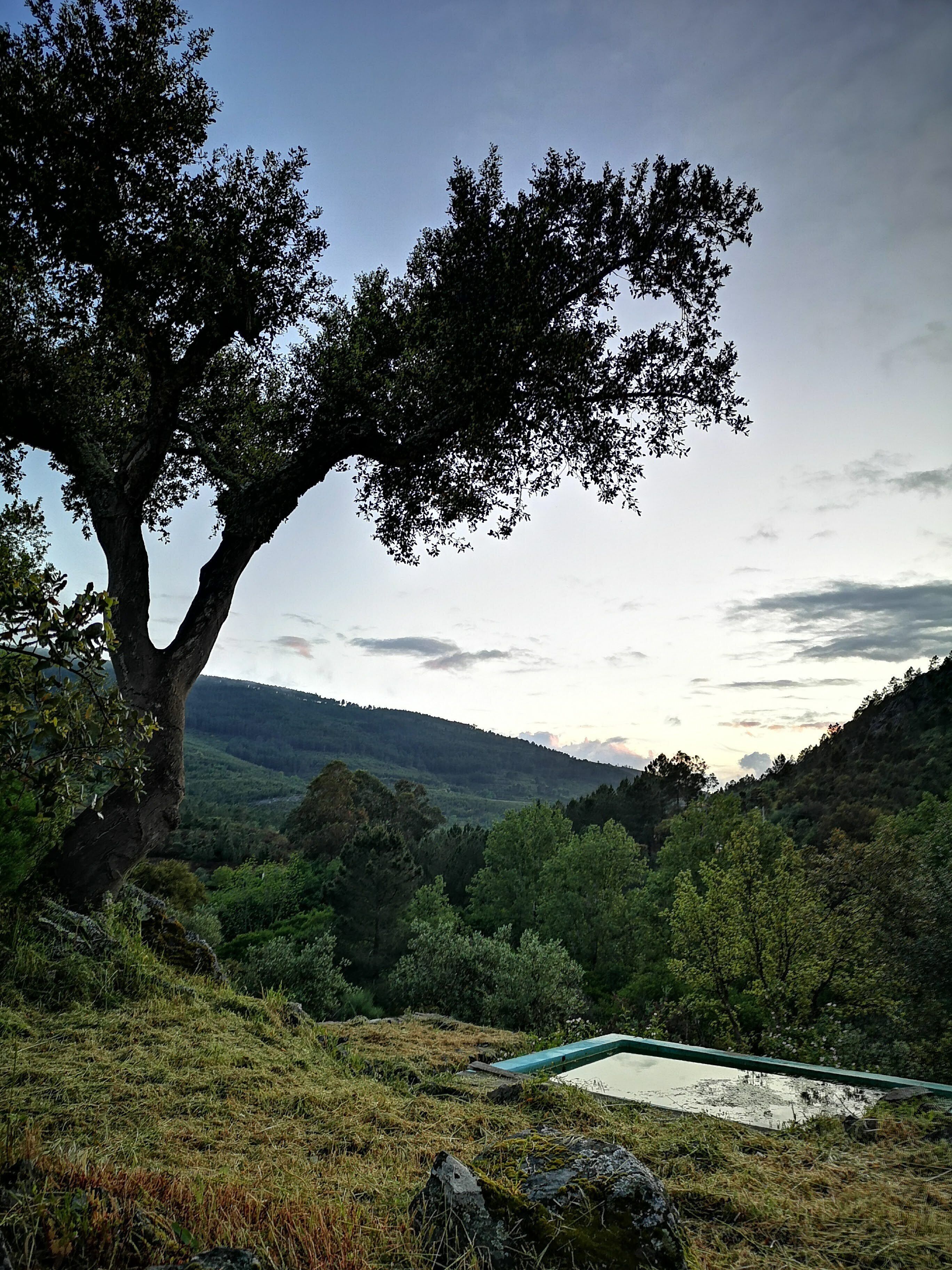 Paesaggio naturale con un albero imponente, uno stagno piccolo e dolci colline sullo sfondo.