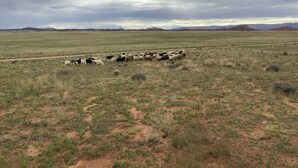Un vaste champ ouvert où un troupeau de moutons broute.